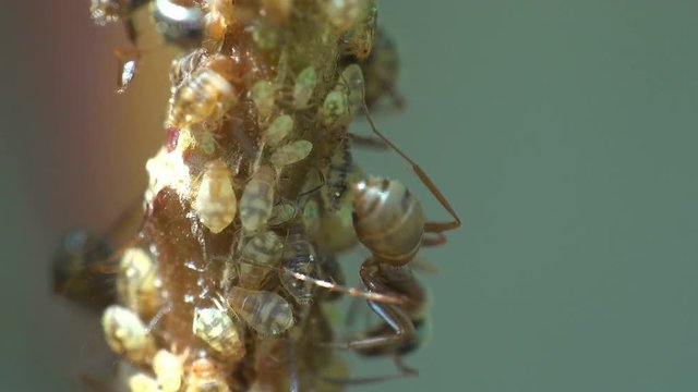 Insects macro. Ants graze and extract milk from colonies aphids that sits and move on young branches in forest. Summer morning day