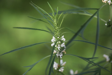 Background of characteristics Cannabis sativa L. subsp. Sativa for education.