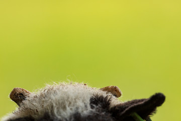 Jacob sheep portrait
