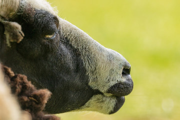 Fototapeta premium Jacob sheep portrait