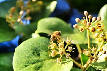 Bee on Hedera Helix flower