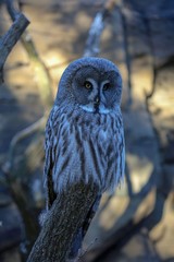 owl