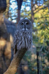 owl