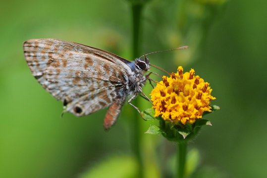 Lepidoptera on yellow flower