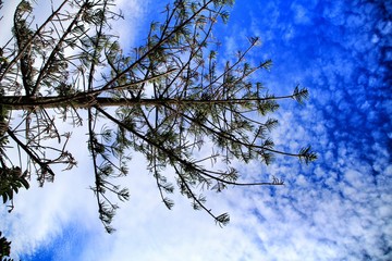 Pine under cloudy sky