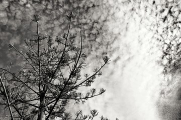 Pine under cloudy sky