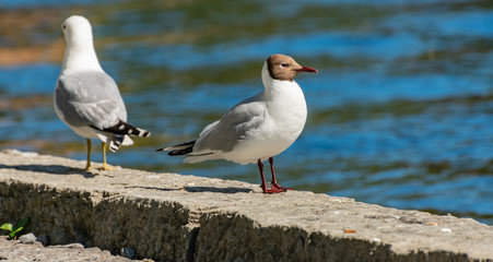 Möwen