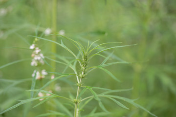 Background of characteristics Cannabis sativa L. subsp. Sativa for education.