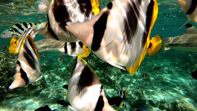 sharks and fish in the lagoon, french polynesia