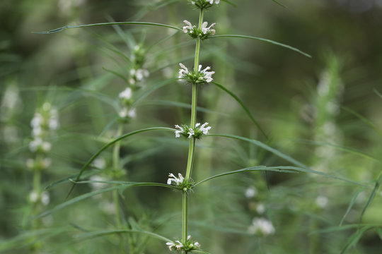 Ocimen Bilder Durchsuchen 59 Archivfotos, und Videos