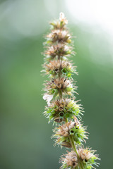 Background of characteristics Cannabis sativa L. subsp. Sativa for education.