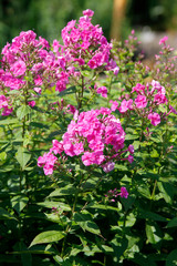 Obraz premium Phlox Pflanze mit Blüten