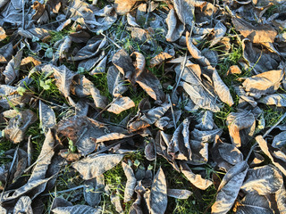 Leaves in winter