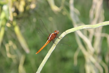 Libelle
