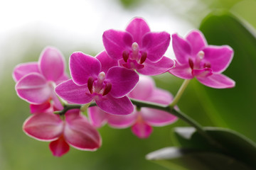 Fototapeta na wymiar Blühende Phalaenopsis in pink