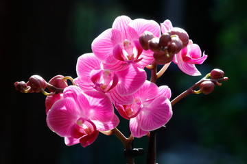 Fototapeta na wymiar Blühende Phalaenopsis in pink