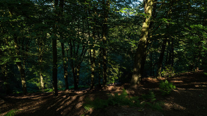 Fototapeta premium Alderley Edge, Forêt