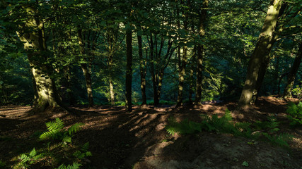 Alderley Edge, Forêt