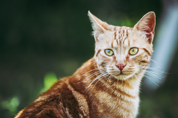 Portrait d'un chat roux dans le jardin