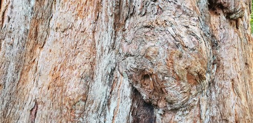 Textured wood on tree trunk