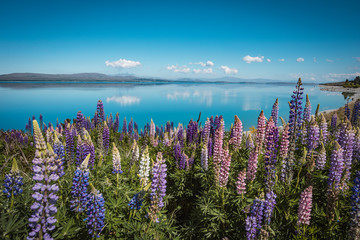 Lupin landscapes on South Island, New Zealand