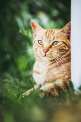 Fototapeta na wymiar Portrait d'un chat roux dans le jardin