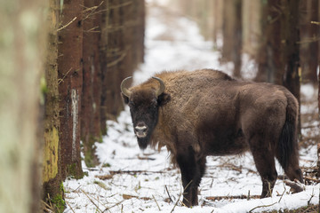 European bison - Bison bonasus in the Knyszyn Forest (Poland) © szczepank