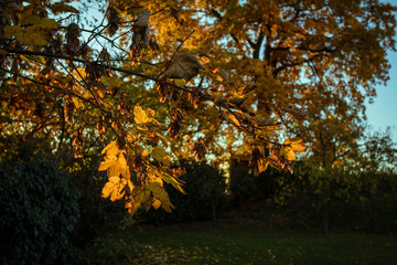 Buntes Herbstlaub in der Abendsonne