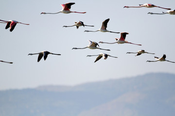 PINK FLAMINGOS FLYING IN FORMATION WITH MOUNTAIN
