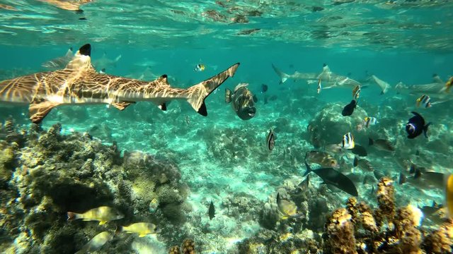 sharks and fish in the lagoon, french polynesia