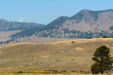 A row of horses at Lamar Valley, Yellowstone National Park, Wyoming, USA