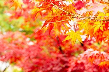 Naklejka na ściany i meble Selective focus of yellow maple leaves with colorful background