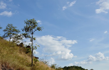 tree blowing from wind on Khao Lon mountain in Thailand
