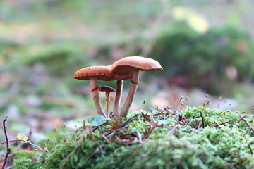 Pilz im Herbst im Wald