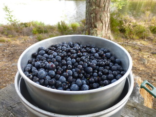 Große Schüssel mit Blaubeeren