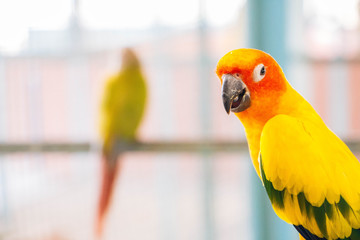 Lovely orange parrot © MPIX.TURE