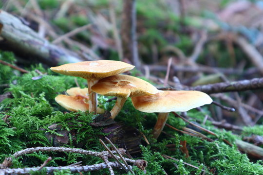 Pilz im Herbst im Wald