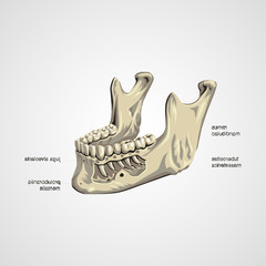 Mandible chin or jaw isolated flat vector image 