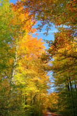 Golden autumn day. Beautiful view of the treetops, Weserbergland. Northern Germany