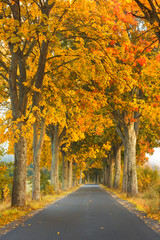 Obraz premium Beautiful, colorful autumn road. Pomerania, Poland