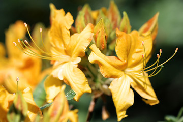 yellow lily flower in garden