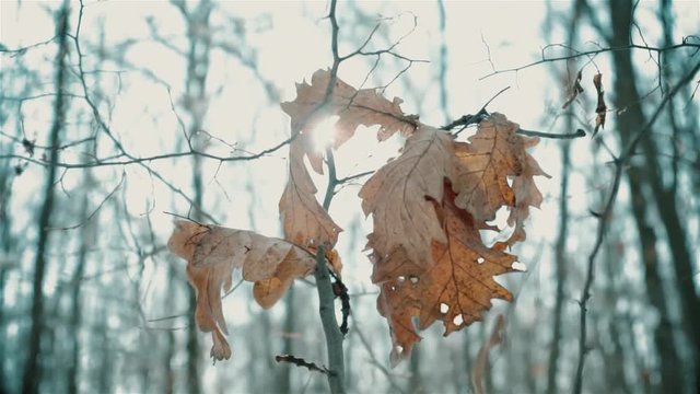 Sun-rays Through The Oak Leaves On Cold Winter Day