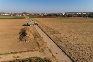 Obraz premium Traktor bringt Zuckerrüben zum Sammelplatz