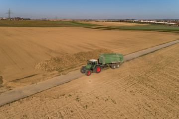Obraz premium Traktor bringt Zuckerrüben zum Sammelplatz