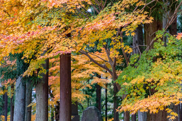 鮮やかに紅葉した楓