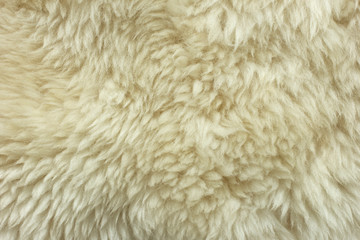 White shaggy natural sheep fur texture for background