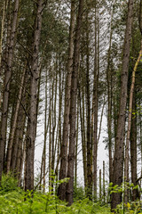 Landscape and foliage detail at Hawksmoor Wood, Staffordshire in spring