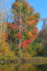 Autumn sunrise in the grove on the riverbank