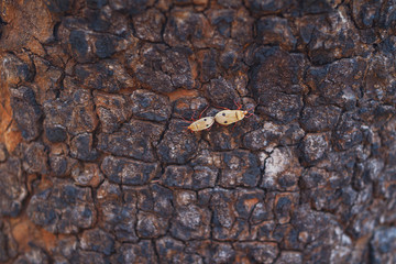 Close up of Cotton Stainer insects mating on rough tree bark