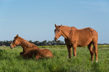 Fototapeta premium Duo chevaux